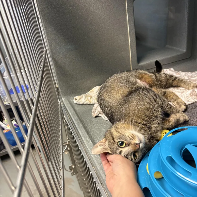 An adult medium-sized female Brown / Chocolate Tabby cat named Arlene for adoption in Oberlin, OH