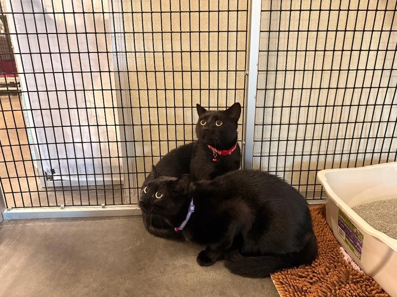 A young medium-sized male Domestic Short Hair cat named Flaco for adoption in Raleigh, NC