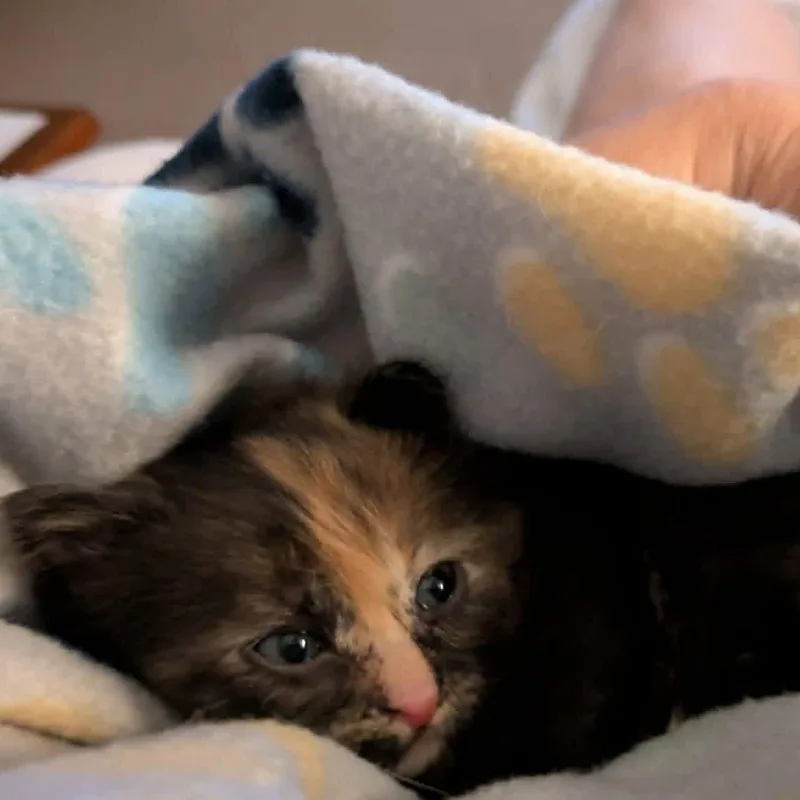 A baby small-sized female Tortoiseshell Domestic Medium Hair cat named Rumi for adoption in LITTLE MOUNTAIN, SC