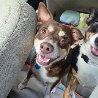 An adult small-sized male Brown / Chocolate Chihuahua dog named Bamboo for adoption in Ocala, FL