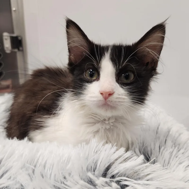 A baby small-sized female Black Domestic Short Hair cat named Panda for adoption in Fort Wayne, IN