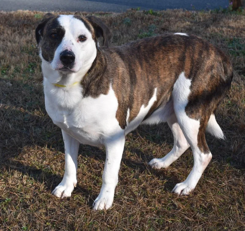 A senior medium-sized male Australian Shepherd dog named Butters for adoption in Kingsland, GA