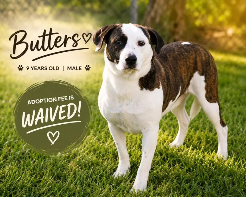 Butters thumbnail 4