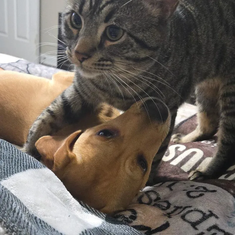 An adult small-sized female Yellow / Tan / Blond / Fawn Mixed Breed dog named Nala for adoption in Austell, GA