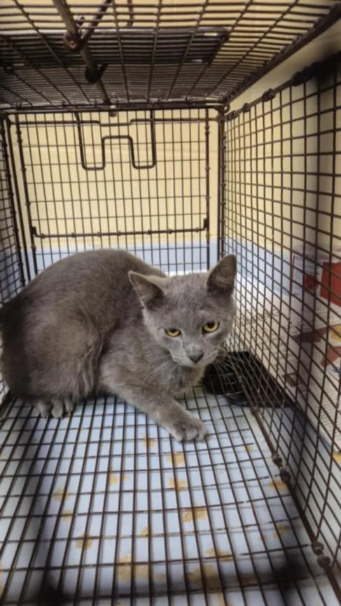 A young small-sized male Russian Blue cat named Nicolas Cage for adoption in Texas City, TX