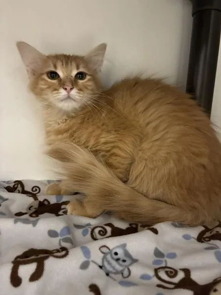A baby medium-sized male Domestic Medium Hair cat named Mr. Wiggles for adoption in Salt Lake City, UT