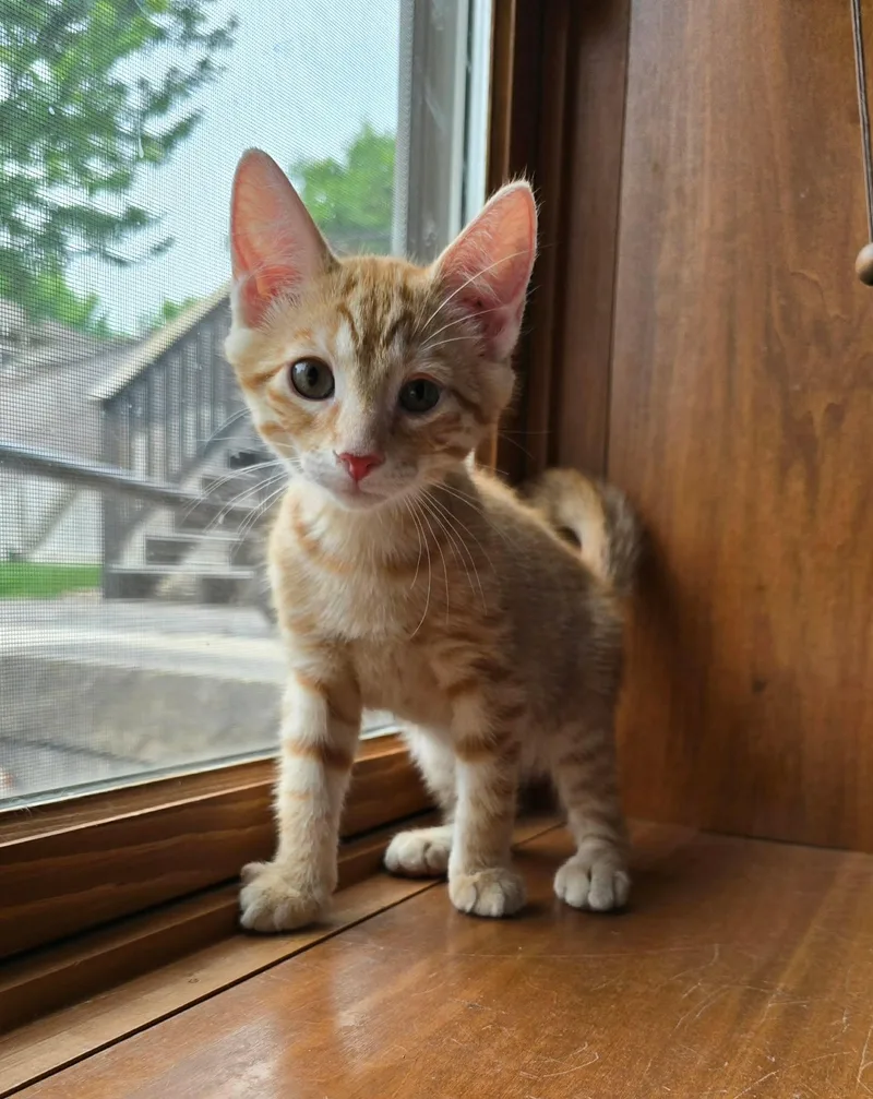 A baby medium-sized female Tabby (Orange / Red) Domestic Short Hair cat named Valkyrie for adoption in Sioux Falls, SD