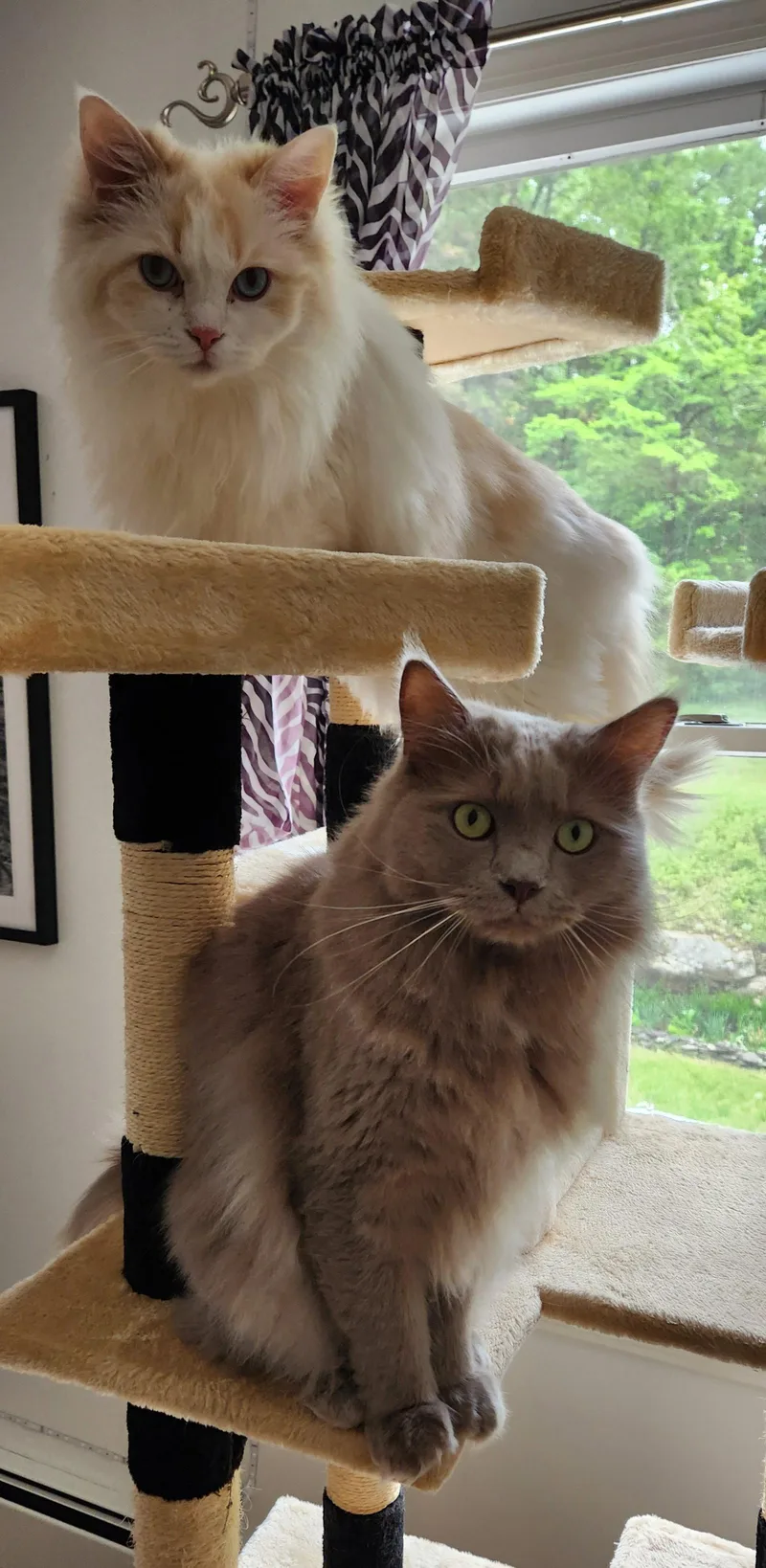 An adult medium-sized male Gray / Blue / Silver Domestic Long Hair cat named Benjamin for adoption in Rockaway, NJ