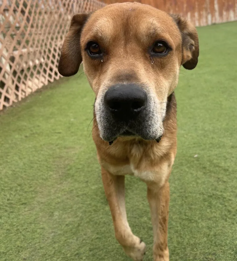 A young medium-sized male Golden American Staffordshire Terrier dog named Dodger for adoption in Huntington, NY