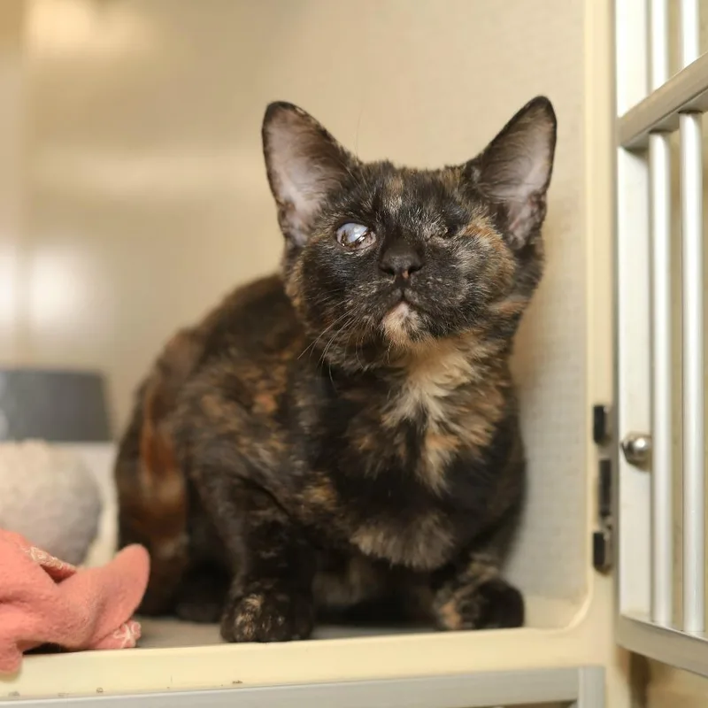 A baby small-sized female Tortoiseshell Domestic Short Hair cat named Twyla for adoption in Evansville, IN