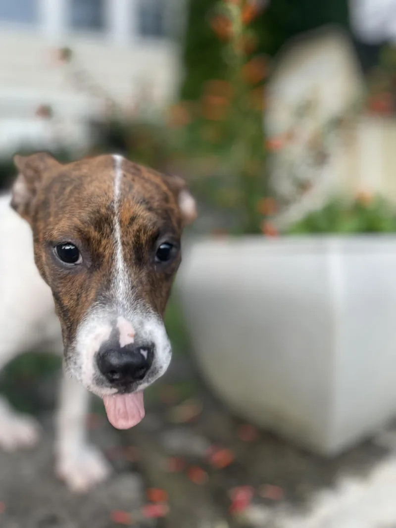 A baby medium-sized female Boxer dog named Angel for adoption in Carmel, NY
