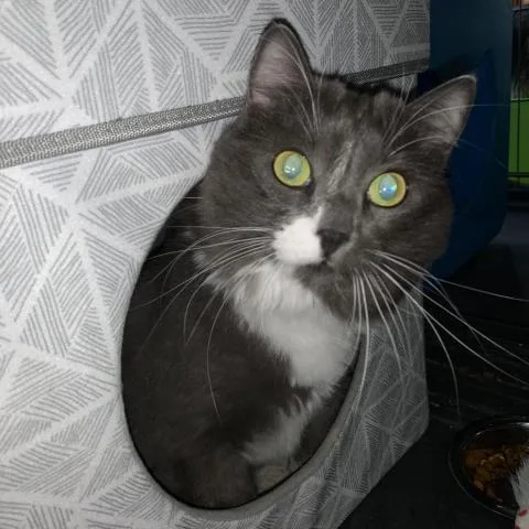 Gracie Ii thumbnail 2