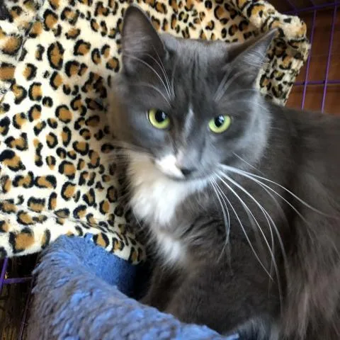 Gracie Ii thumbnail 3