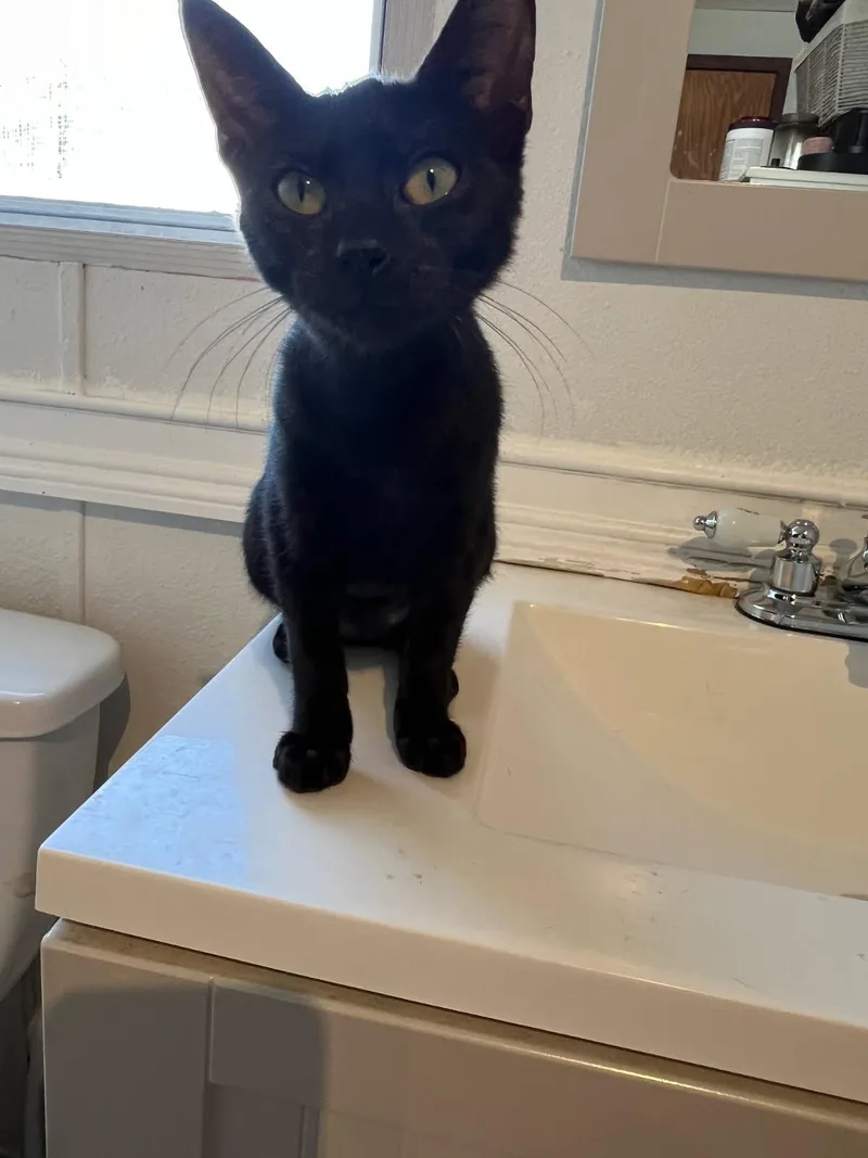A young medium-sized female Black Bombay cat named Catalina for adoption in Parker, TX