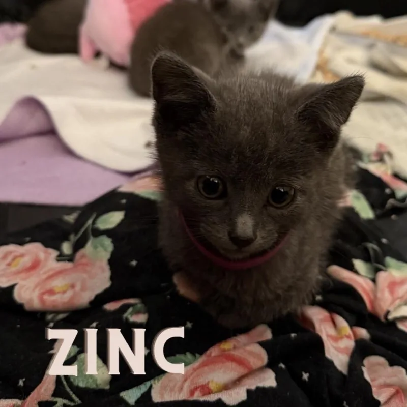 A baby small-sized male Gray / Blue / Silver Domestic Short Hair cat named Zinc for adoption in Westminster, CA