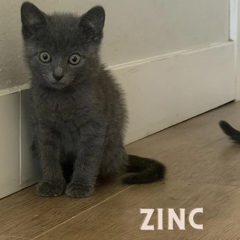 Zinc thumbnail 3