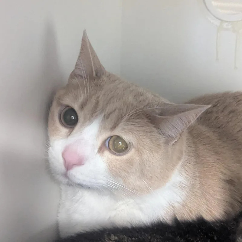 Loki