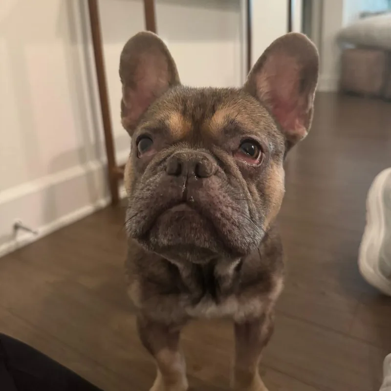 A senior small-sized male Brown / Chocolate French Bulldog dog named Echo for adoption in Playa Vista, CA