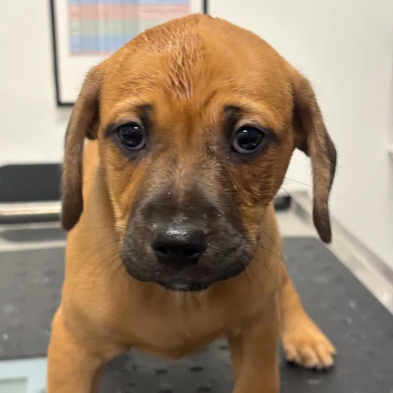 A baby small-sized male Black Catahoula Leopard Dog dog named Patchy for adoption in League City, TX