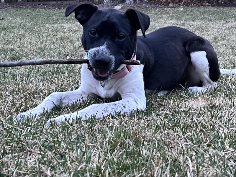 A baby medium-sized female Black Staffordshire Bull Terrier dog named Bonnie for adoption in Oswego, IL