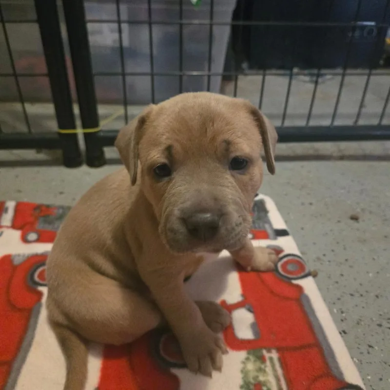 A baby medium-sized female Yellow / Tan / Blond / Fawn Pit Bull Terrier dog named Sable for adoption in Lima, OH