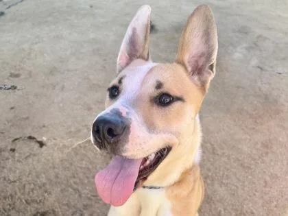 An adult medium-sized female Apricot / Beige Mixed Breed dog named Opal for adoption in Georgetown, TX