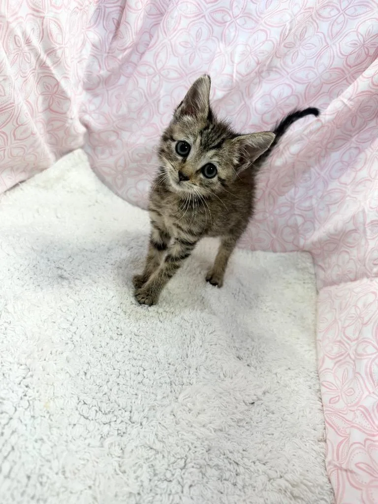 A baby small-sized female Tabby (Brown / Chocolate) Domestic Short Hair cat named Tastee for adoption in Winnsboro, SC