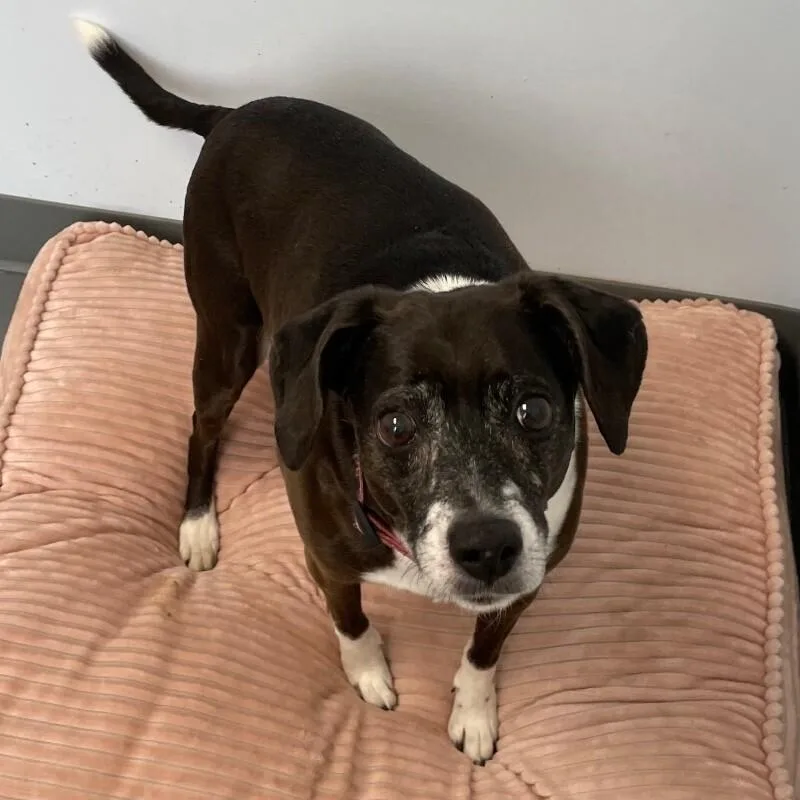 A senior medium-sized female Beagle dog named Daisy for adoption in Roanoke, VA