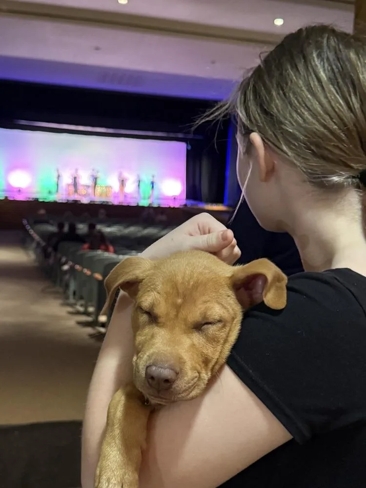 A baby small-sized female Yellow / Tan / Blond / Fawn Mixed Breed dog named Lake for adoption in Amherst, NY