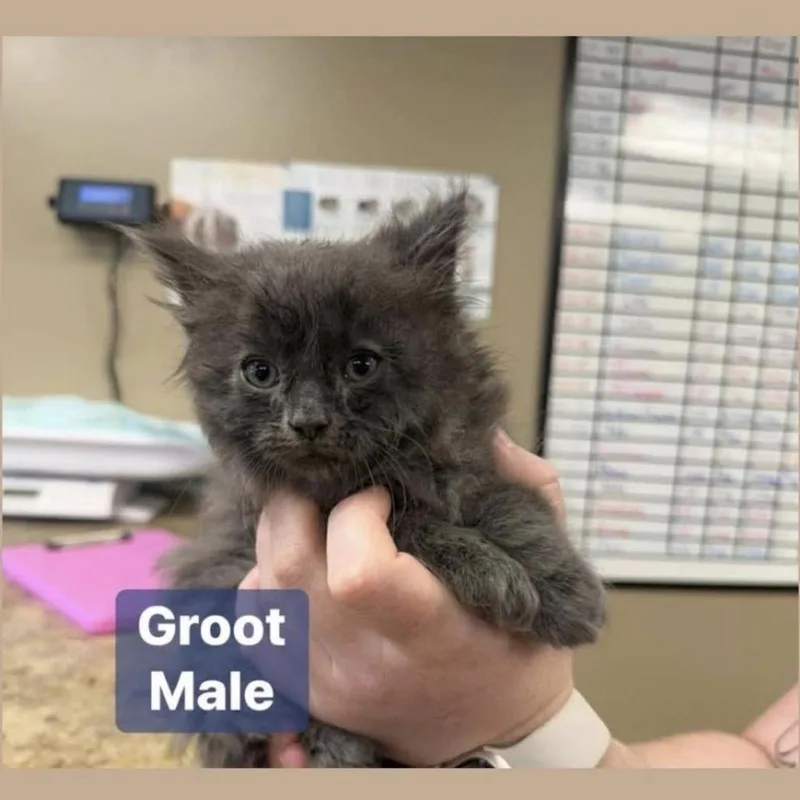 A baby small-sized male Gray / Blue / Silver Domestic Long Hair cat named Groot In Manchester  for adoption in Alexandria, VA