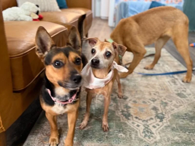A senior small-sized male Brown / Chocolate Chihuahua dog named Sammy Sweets Supreme for adoption in Friendswood, TX