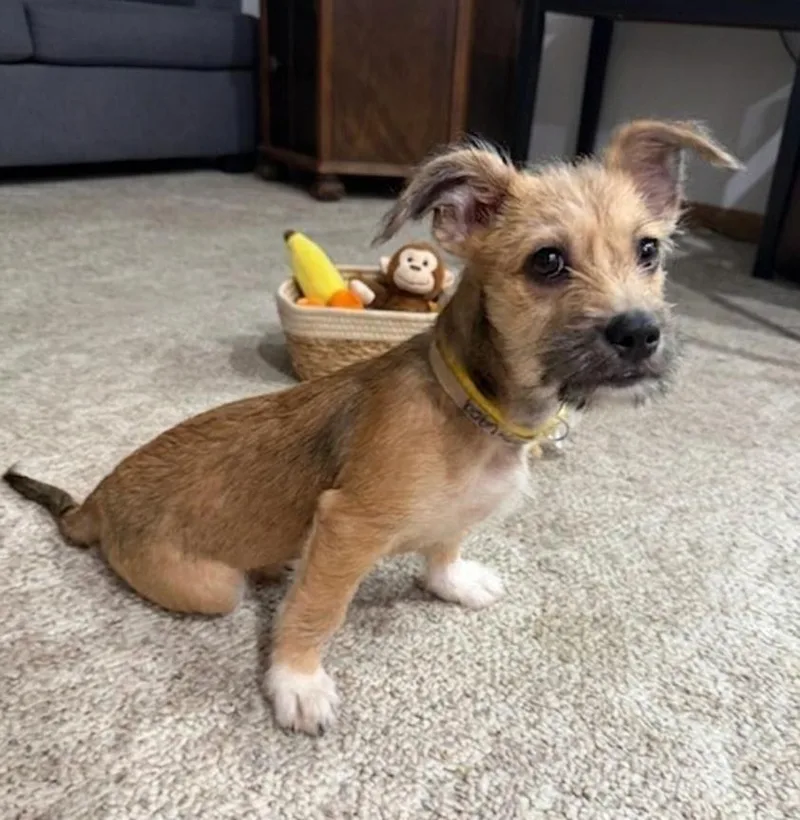 A baby small-sized female Cairn Terrier dog named Poppy for adoption in North Prairie, WI
