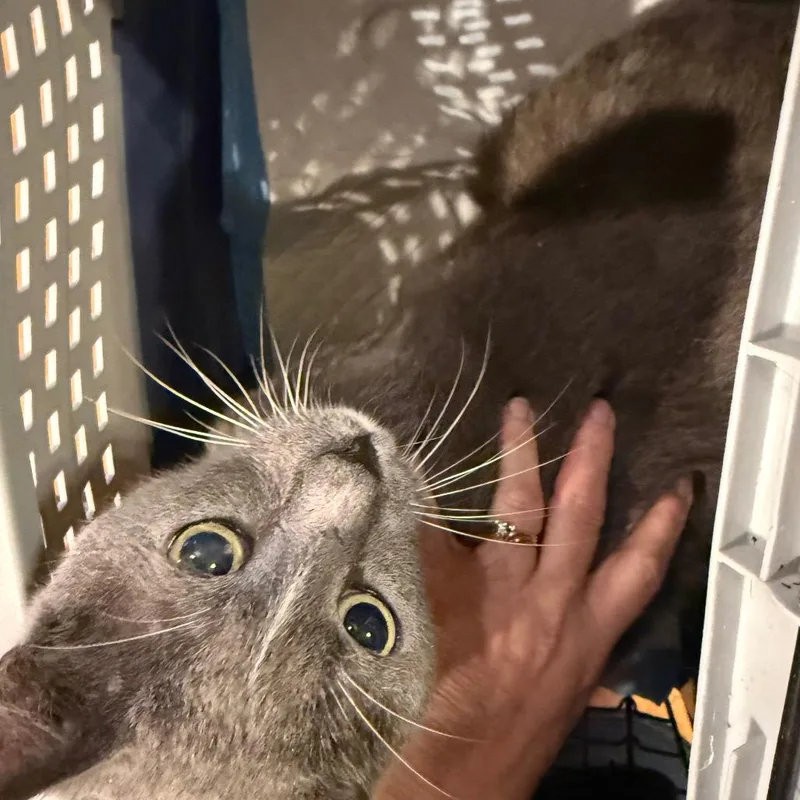 A senior large-sized male Gray / Blue / Silver Domestic Short Hair cat named Mr. Blue for adoption in Granby, MO