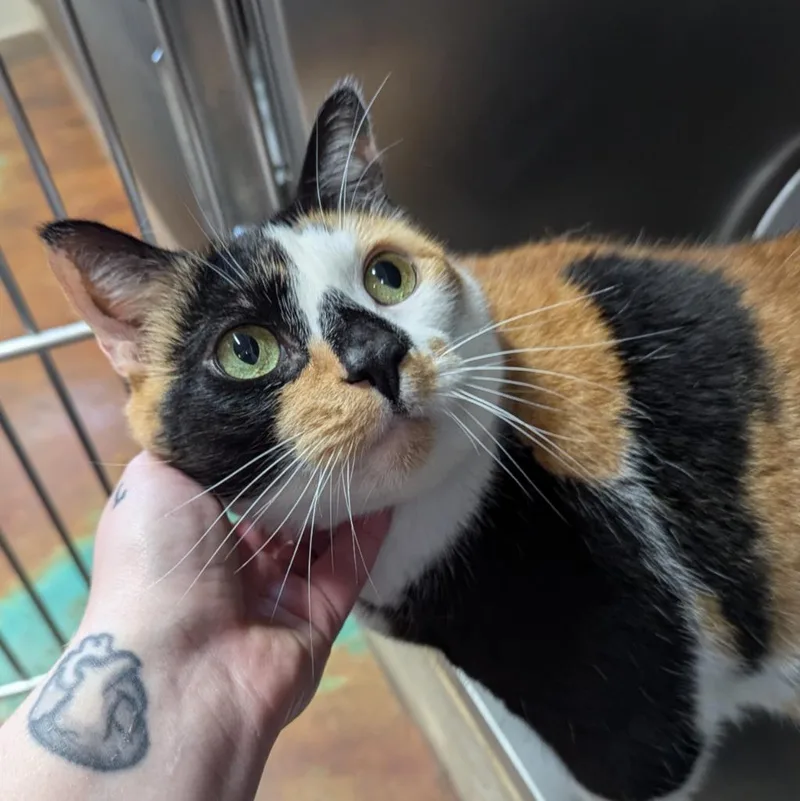 An adult medium-sized female Domestic Short Hair cat named Ember for adoption in Aberdeen, WA