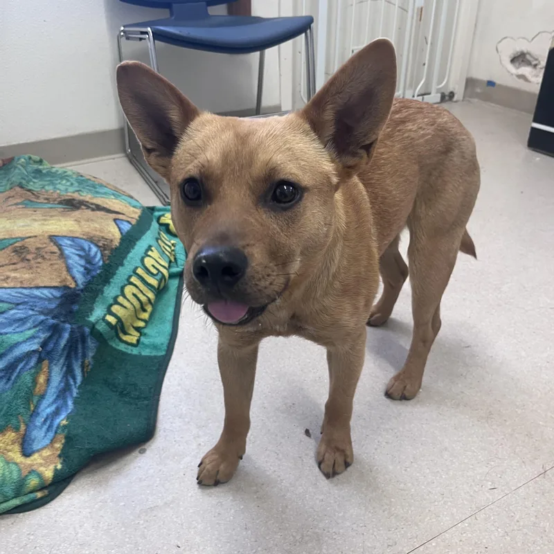 A baby medium-sized male Australian Cattle Dog / Blue Heeler dog named Chilli for adoption in Shelton, WA