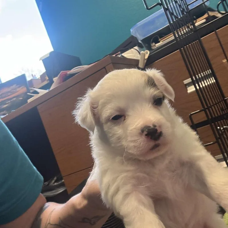 A baby small-sized male White / Cream Australian Shepherd dog named Kadota for adoption in Chaska, MN
