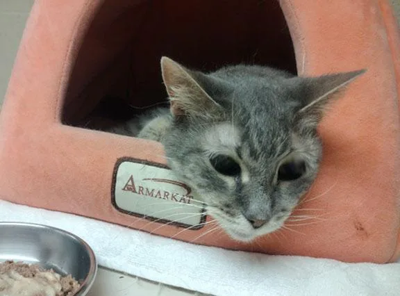An adult medium-sized female Tabby cat named Dakota for adoption in Schaumburg, IL