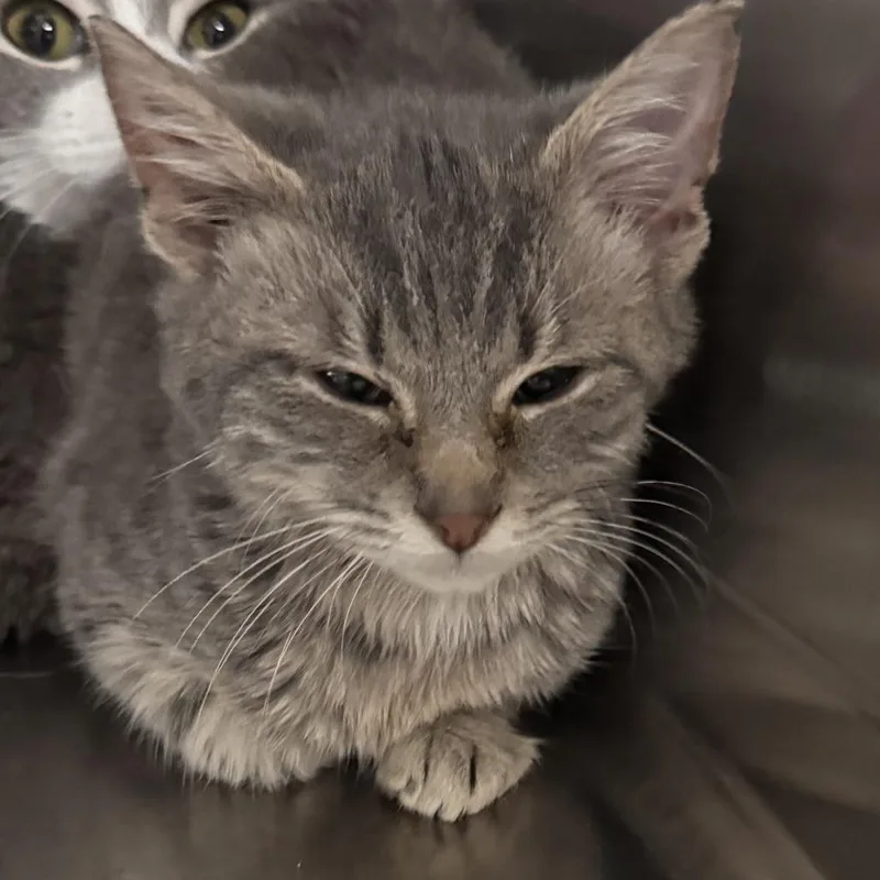 A young small-sized male Gray / Blue / Silver Domestic Short Hair cat named Johnson for adoption in Marion, VA