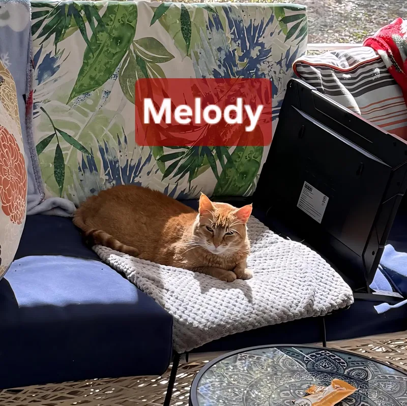 Melody thumbnail 3