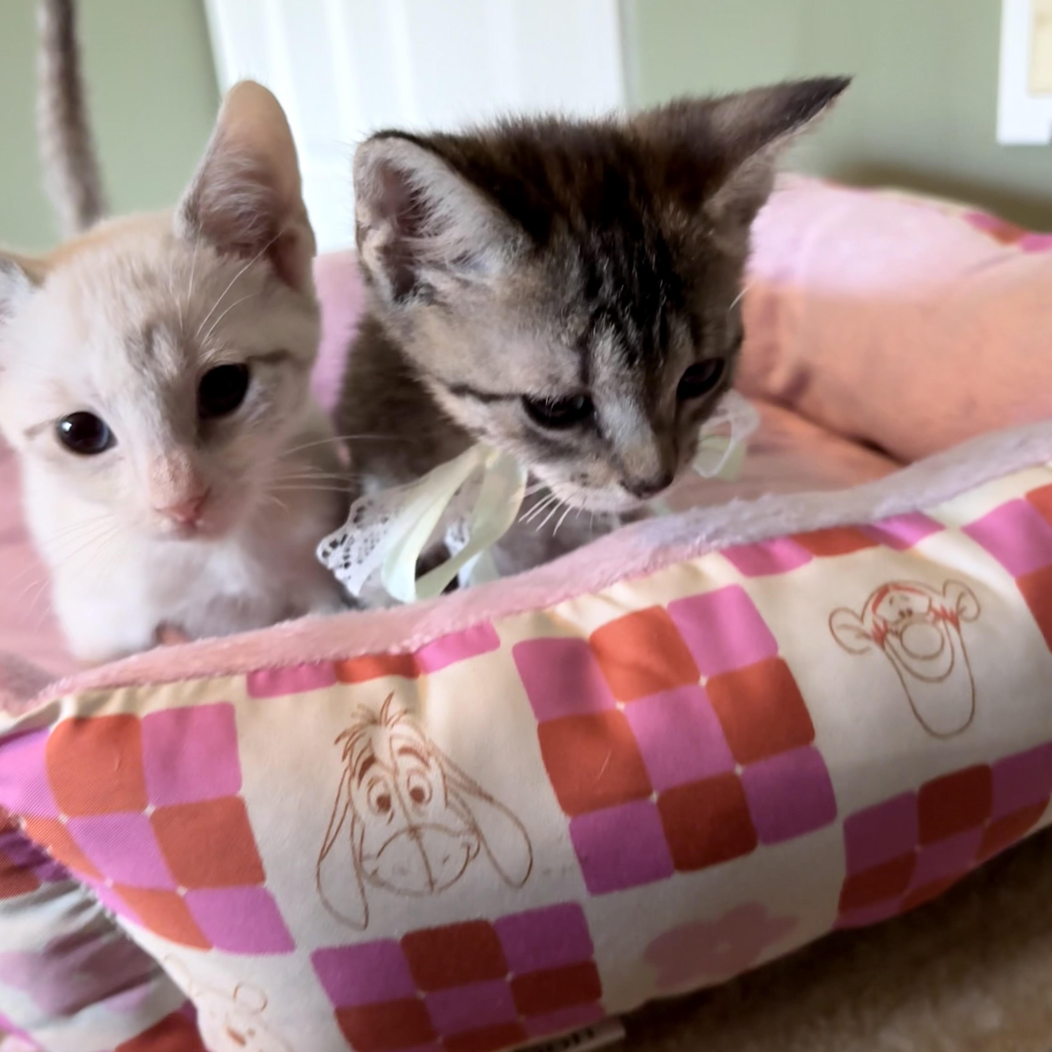 A baby small-sized male Lilac Point Siamese cat named Winnie for adoption in Coral Springs, FL
