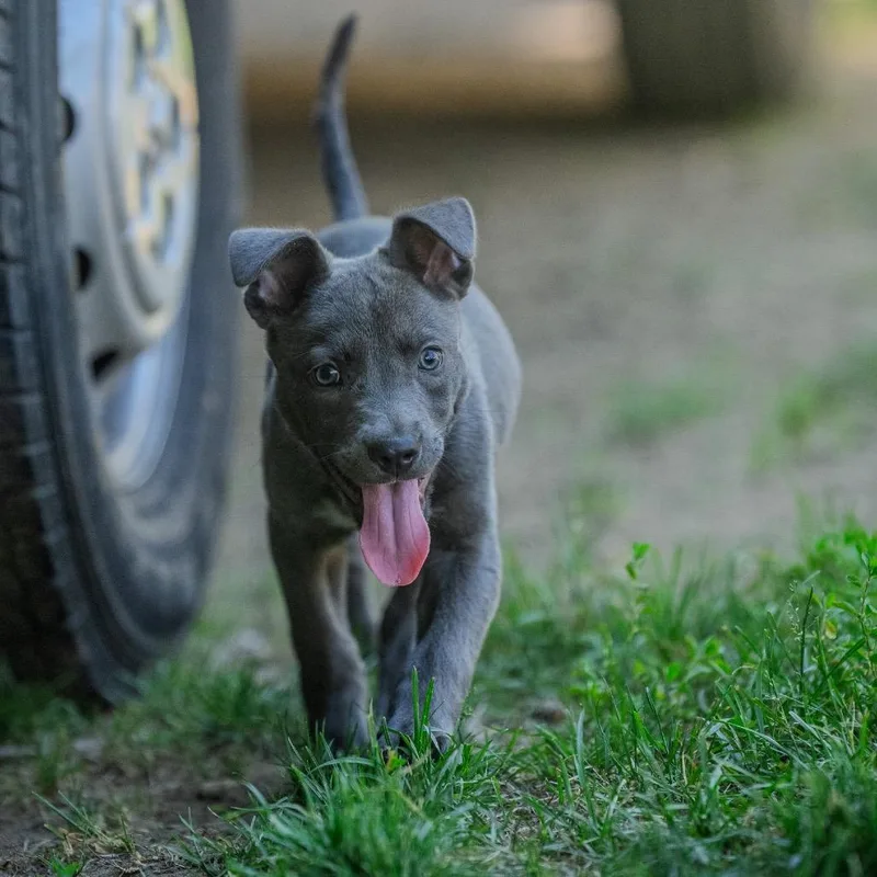 Nyla thumbnail 5