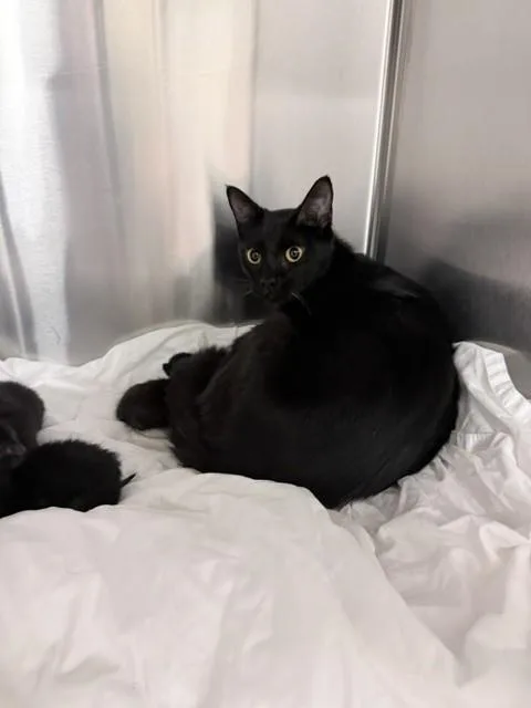 A young small-sized female Domestic Short Hair cat named Shelly for adoption in Miami, FL