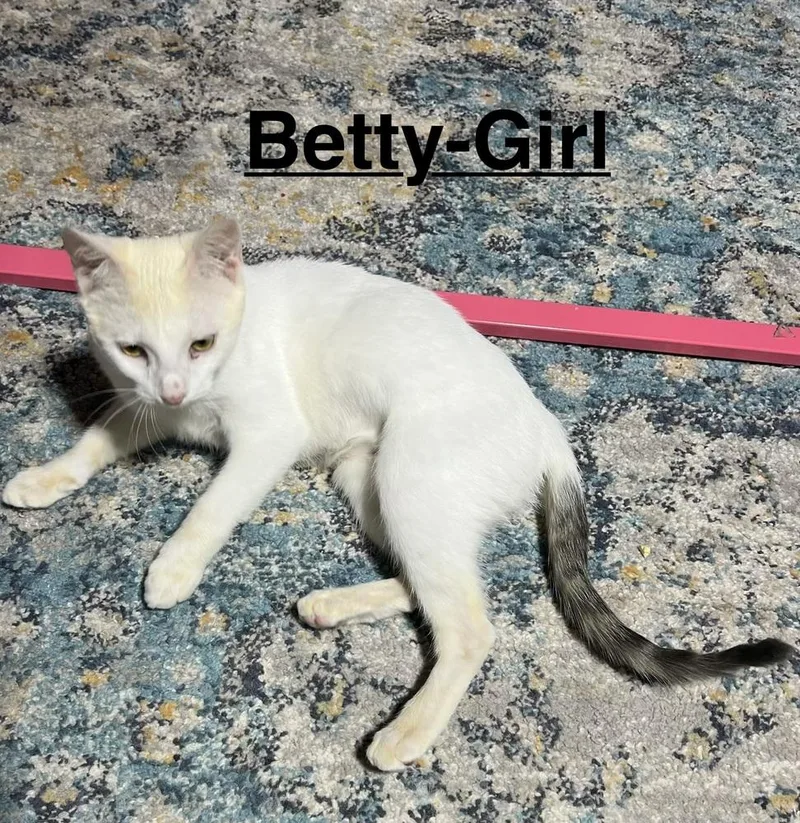 A baby small-sized female White Domestic Short Hair cat named Betty for adoption in Telford, PA
