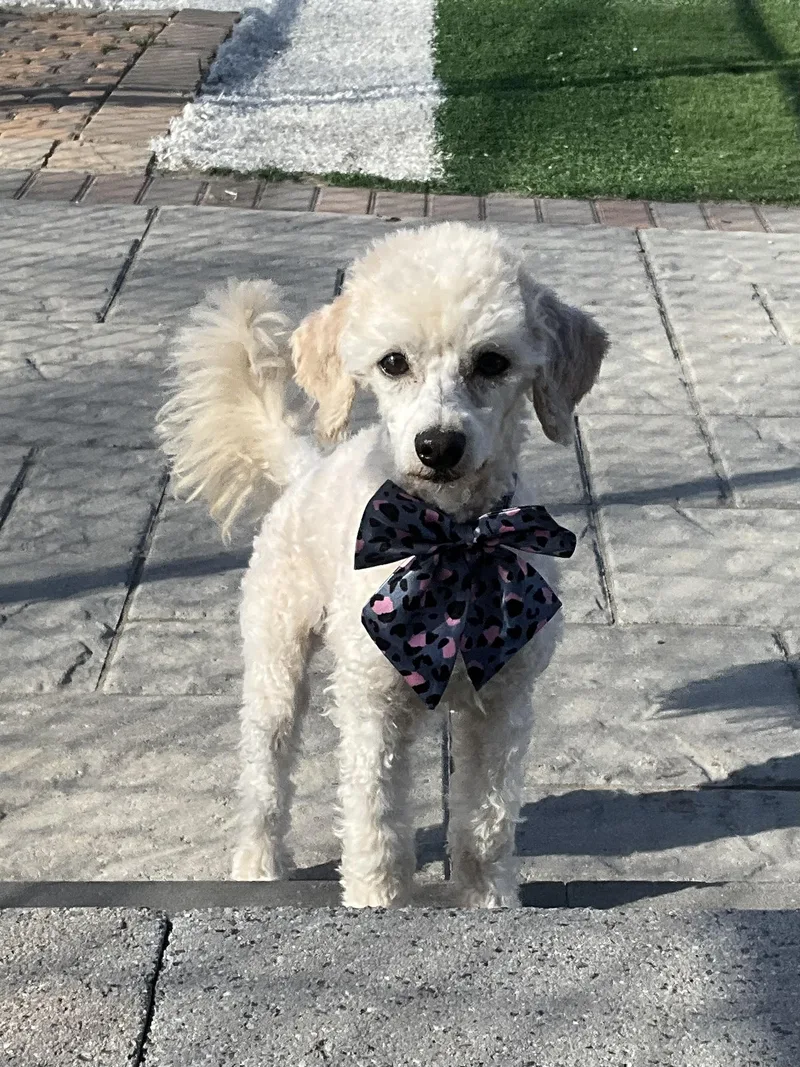 A young small-sized female White / Cream Poodle (Toy) dog named Lily for adoption in Montclair, NJ