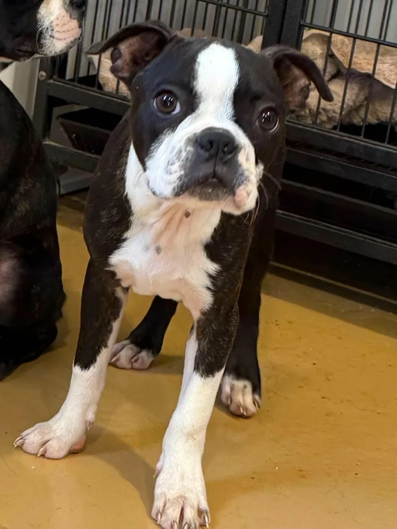 A baby small-sized male Boston Terrier dog named Snorts for adoption in Havertown, PA