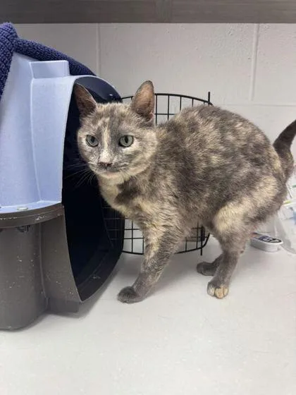 A senior small-sized female Gray / Blue / Silver Domestic Short Hair cat named Rosy Ann for adoption in Kansas City, MO