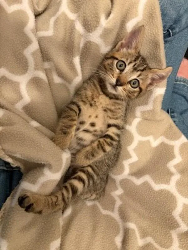 A baby small-sized female Domestic Short Hair cat named Vie for adoption in Bonsall, CA