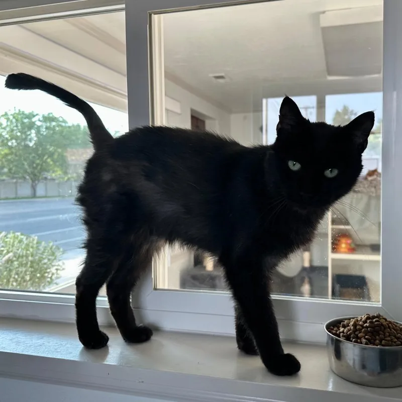 Willow The Black thumbnail 2