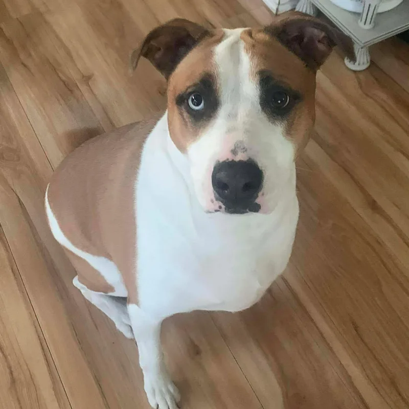 Maverick thumbnail 2