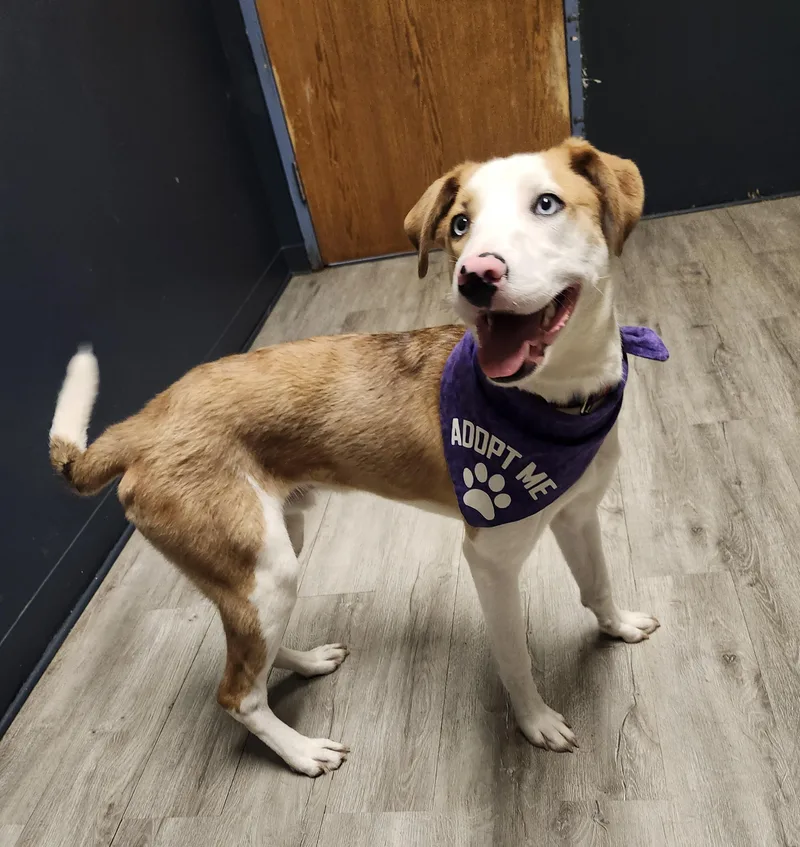 A baby medium-sized male White / Cream Border Collie dog named Griddle for adoption in Mansfield, OH